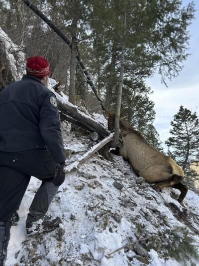 Elk Rescued From Cliff By Ice Climbers In Colorado