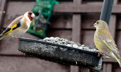 RSPB stops selling flat bird feeders owing to deadly finch disease