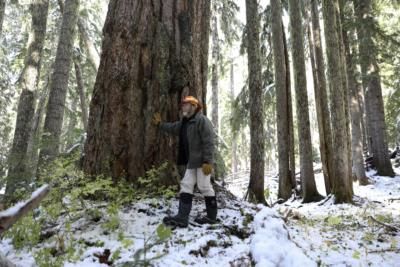 Biden Administration Drops Plan To Protect Old-Growth Forests