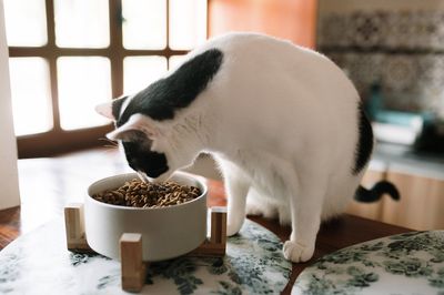 1,300 pounds of cat food recalled due to salmonella contamination