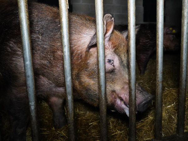 Ohio woman killed and partially eaten by neighbor’s pigs, police say