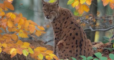 Two 'lynx' spotted in Highlands as police assist specialists from wildlife park