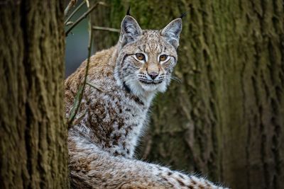 Two lynx on the loose in Cairngorms in suspected ‘illegal release’