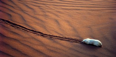 World-first study reveals the mysteries of the desert-dwelling marsupial mole