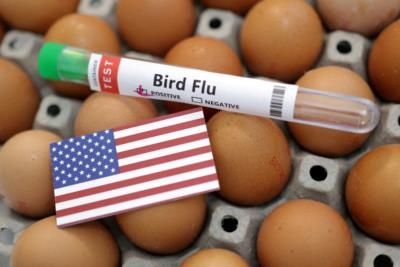 Highly Pathogenic Avian Influenza Detected In Austin-Travis County