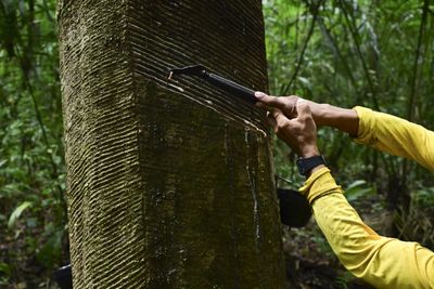 Rubber Tappers Forge Sustainable Future In Amazon