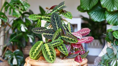 Why Are the Leaves on My Prayer Plant Curling? 4 Mistakes You Can Easily Avoid — To Help Yours Flourish for Longer