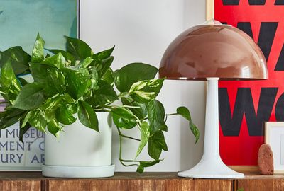 7 Bookshelf Plants Designers Love — "Putting Foliage Amongst Your Folios Brings a Library to Life"