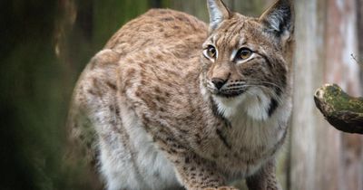 Two lynx illegally released into Highlands captured