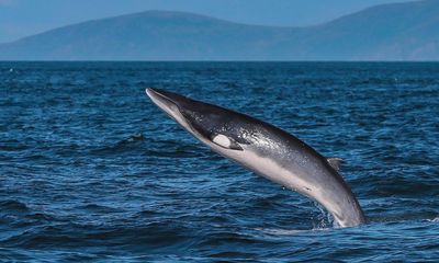 Grey seals, minke whales and bluefin tuna: is the North Sea bouncing back to its glory days?