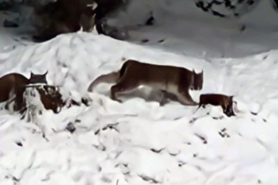 The Killiehuntly Two: On-the-run lynx captured in the Scottish Highlands