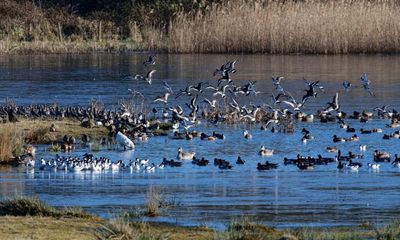 Wildlife groups urge UK government to ban lead ammunition