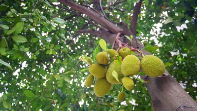 How to grow a jackfruit tree – for huge fruits you can use as a meat substitute in vegan dishes