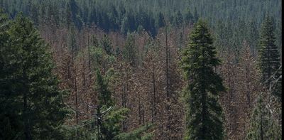 Trees ‘remember’ wetter times − never having known abundant rain could buffer today’s young forests against climate change