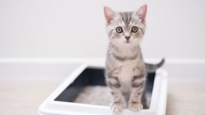 Types of cat litter explained: Which one is right for your feline?