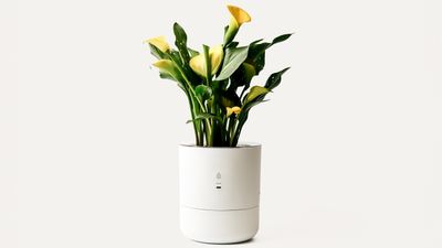 At CES, a self-watering pot that listens to your plant's needs