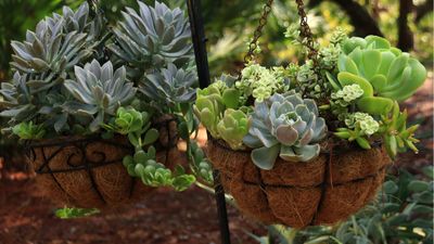 Can succulents survive frost? Expert tips on when to grow these plants outdoors