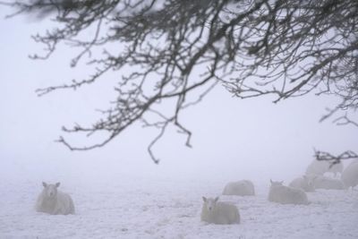 End of cold snap ‘in sight’ in Ireland