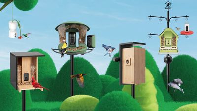 Call me birdbrained, but these new bird feeder cameras are the most exciting things at CES