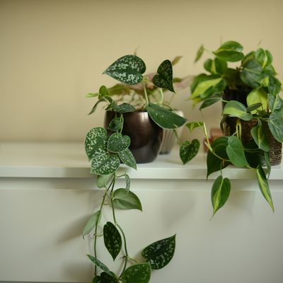 How to propagate pothos plants and create stunning new house plants for free