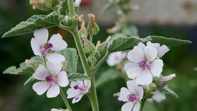 How to grow marsh mallow plants – for a hardy perennial that will thrive in damp yards