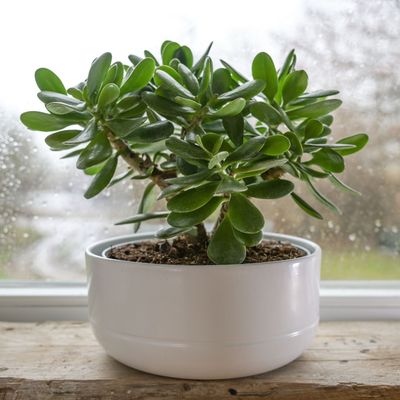 Where to place a jade plant – 5 best spots according to feng shui and plant experts