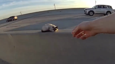 Cat stuck in middle of busy Florida interstate highway rescued by police officers