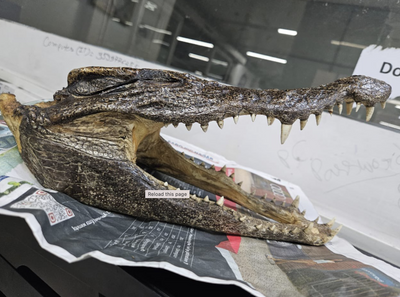 Canadian Man With Crocodile Skull in His Luggage Arrested at Airport Following Security Check