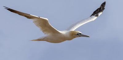 Why community volunteers will be essential for how NZ handles the arrival of bird flu