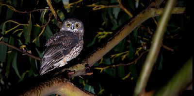 We tracked the Tasmanian boobook as it flew a remarkable 250 kilometres non-stop across Bass Strait