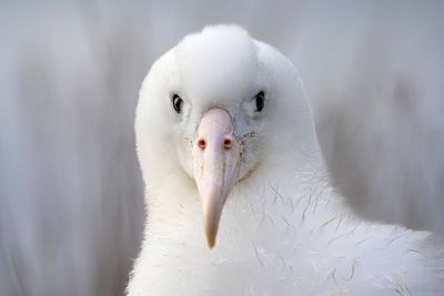 An albatross couple shares egg duty in this captivating low-drama reality show