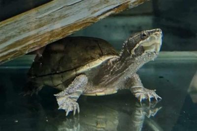 Elon the musk turtle rehomed by RSPCA after record 1,579 days