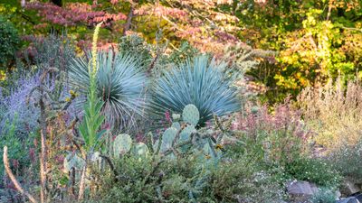 These 9 gardening trends will be huge in 2025, says leading US horticultural society