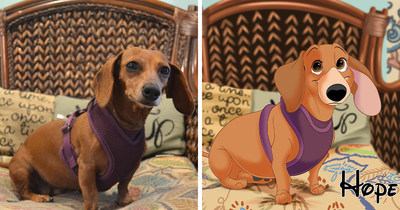 People Send Pictures Of Their Pets To This Artist To Get “Disneyfied” (20 New Pics)