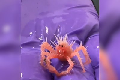 Watch: Rarely seen baby king crab goes viral for unique appearance