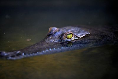 Crocodiles found at Indian politician’s home after income tax raid