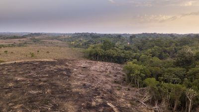 Deforestation: Facts about the widespread destruction of Earth's forests