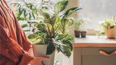 7 things I'm doing to be a better plant parent in 2025 – and show my plants some love this Houseplant Appreciation Day