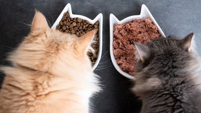 Is dry cat food best? Here are the pros and cons, according to a vet