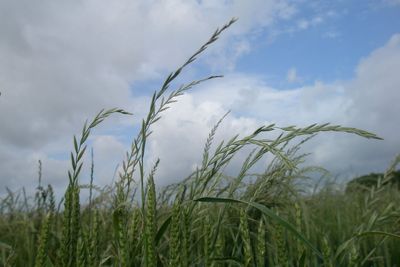 Weed resistant to key herbicide glyphosate found in UK for first time