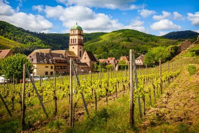 Let’s hear it for Alsace wines