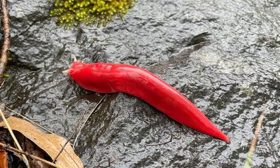 Giant pink slug makes a comeback on extinct volcano in NSW national park