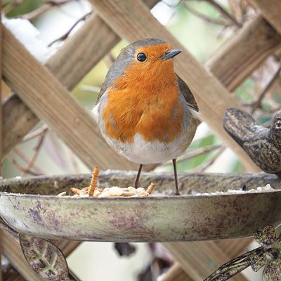 The RSPB warns not to use bird tables as it pulls stock offline due to deadly disease - these are the feeders you should use instead