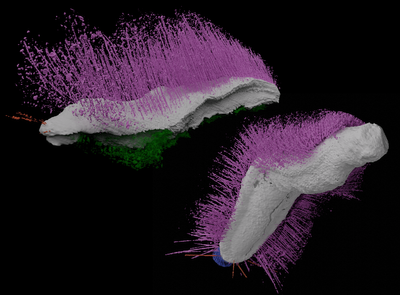 ‘Punk’ & ‘Emo’ Fossils: An Evolution Breakthrough? ...Tech and Science Daily podcast