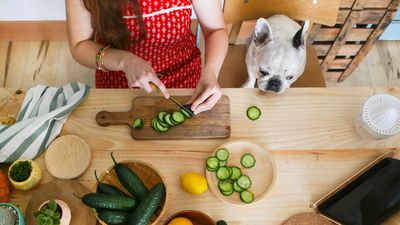 Can dogs eat cucumbers? Our vet reveals the answer