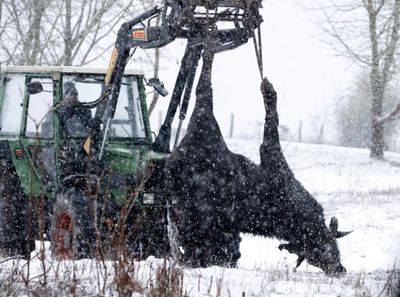 Germany Reports Foot-and-mouth Disease In Water Buffalo