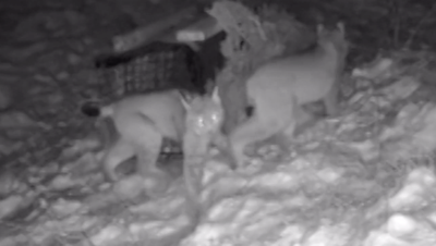 Loose lynx: Scotland has a history of illicit guerrilla releases