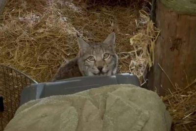 Letting lynx loose in Highlands was ‘highly irresponsible’, conservationist says