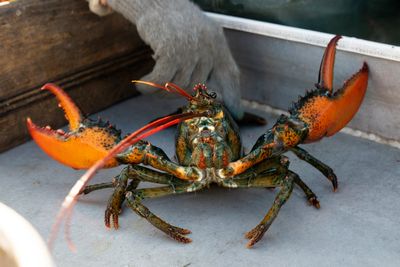 Plan for stricter lobster fishing rules scrapped amid strong opposition from lobstermen