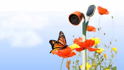 The amazing Petal AI-enabled bug-cam images and identifies backyard critters